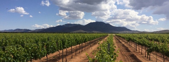 Fantastic Area for Fine Wines in Arizona - Move Over California!