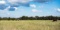 Own Property in Texas Pineywoods!