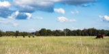 Own Property in Texas Pineywoods!