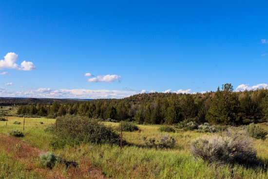 Escape the City on Nearly an Acre of Majestic Pines in Beautiful Modoc County!