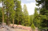 Beautiful Pines Lot, Modoc County, California!