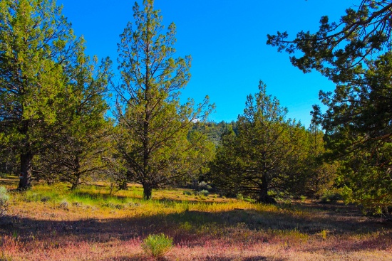 Camp or Build in this Peaceful & Uncrowded Pine Forest in Northern California!