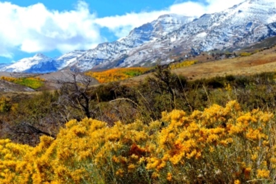 Embrace Nature and Opportunity on 41.85 Acres in Beautiful Elko County, Nevada!