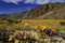 Serene 1.31 Acres in Lake Los Angeles, California!