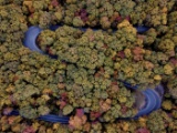 Immerse Yourself in Arkansas' Fall Foliage!