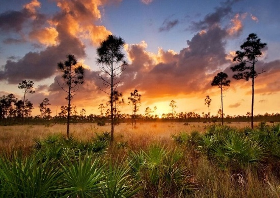 Surrounded by Florida Parks & Preserves!