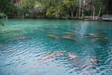 Crystal River: Experience the Heart of Florida! Adjacent to Lot14