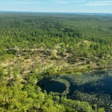 1.27 Acre Wooded Lot in Polk County, Florida!