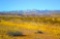Come & Grow with New Mexico!