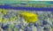 Pair of Adjacent Lots in Harbour Heights, Florida!
