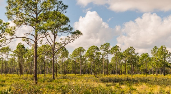 Land Investment Opportunity in Polk County, Florida!