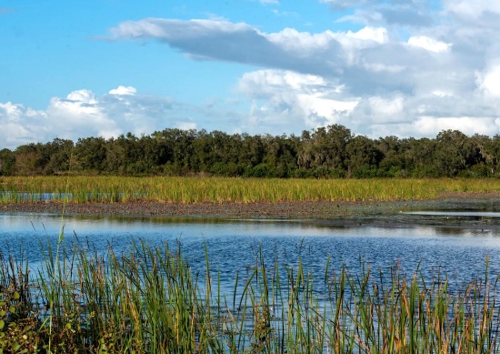 Near Florida's Marshall Hampton Reserve!