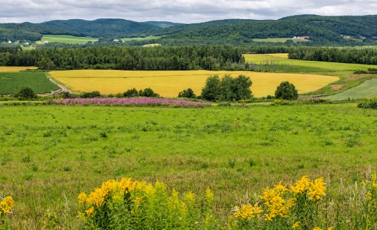 94 Acres Bordering Canada in Limestone, Maine!