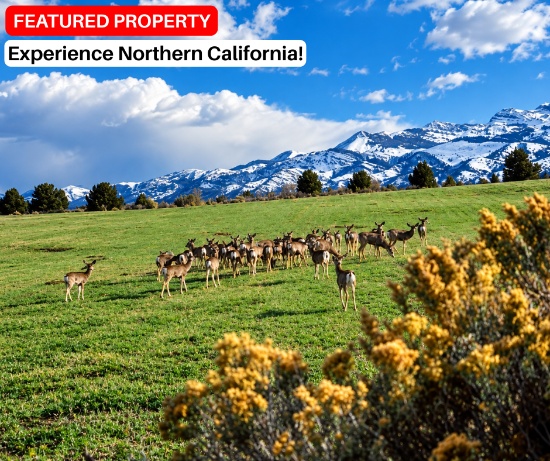 Experience Northern California!