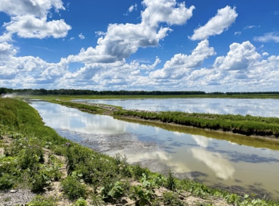 Central Michigan Land Next to Creek in Shiawassee County!
