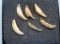 Frame of Six Bear Teeth - 1 3/4 in. / 2 in.