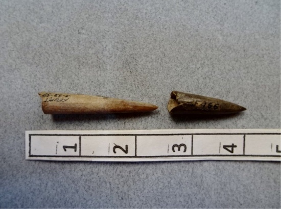 Two Ft. Ancient Antler Points -1 1/2 / 2 1/4 in.