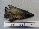 Notched Base Archaic Bevel - 3 in. - Coshocton