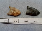 Two Paleo Points - 1 1/4 in. / 1 1/2 in.