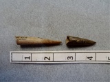 Two Ft. Ancient Antler Points -1 1/2 / 2 1/4 in.