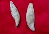 Frame of Two Bear Teeth - 2 1/2 / 2 3/4 in.