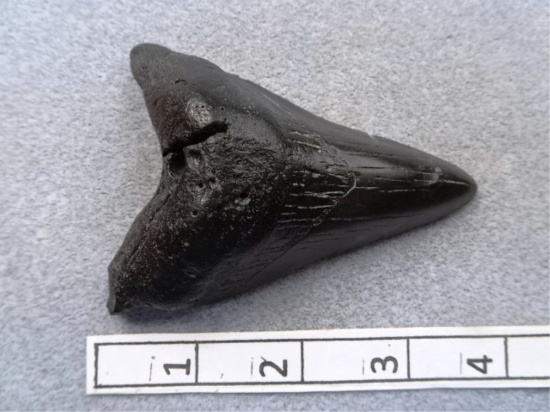 Sharks Tooth - 3 3/4 in.