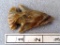 Archaic Expanded Notch Point - 2 1/2 in.