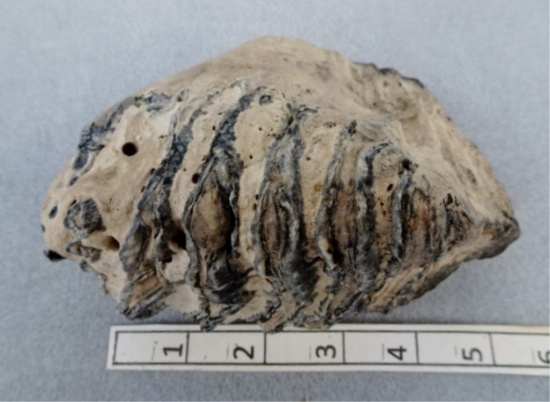 Mastodon Tooth - 5 1/2 in. - Found near Venice,