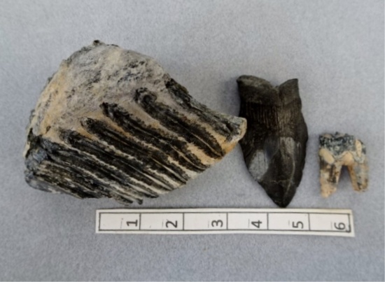Mastodon Tooth, Sharks Tooth & Fossilized Tooth