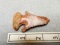 Archaic Bevel - 2 1/2 in. - Red Flint Ridge Flint