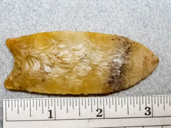 Paleo Point - 3 in. - Agitized Coral - Duval Co.