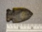 Archaic Side Notch Point - 2 1/4 in. - Coshocton