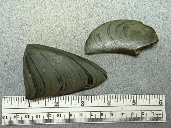 Two Broken Bannerstones - 3 in. - Banded Slate