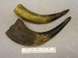 Two Horns - 9 - 12 in. - small one was made
