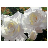 White Radiant Roses