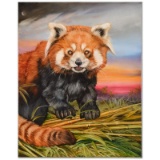 Red Panda (Asian Red Panda) by Katon
