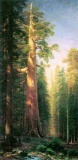 The Big Trees, Mariposa Gove, California by Albert Bierstadt