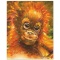 Baby Orangutan by Fishwick, Stephen