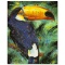 Toucan by Fishwick, Stephen