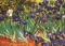 Garden Of Irises, By Vincent Van Gogh