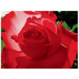 Brilliant Red Solo Rose by Davis, Brian