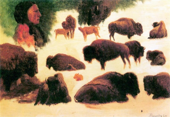 Study of Buffalos by Albert Bierstadt