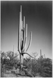 Adams - Cactus in Saguaro National Monument in Arizona