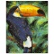 Toucan by Fishwick, Stephen