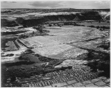 Adams - Corn Field, Indian Farm near Tuba City, Arizona 1941