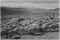 Adams - Flock in Owens Valley, 1941