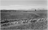 Adams - Flock in Owens Valley 2, 1941