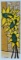 Avi Ben-Simhon Sunflowers Ecstasy