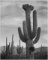 Adams - Cactus in Saguaro National Monument 2 in Arizona
