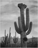 Adams - Cactus in Saguaro National Monument 2 in Arizona